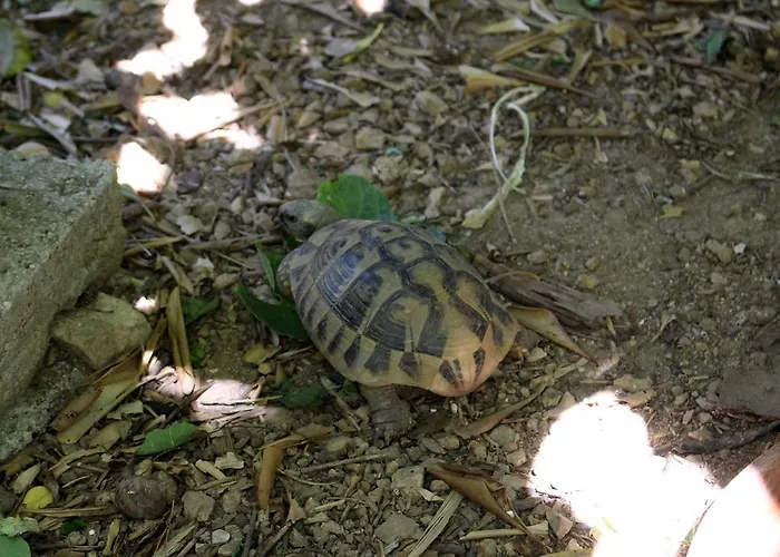 Corny Апартаменты