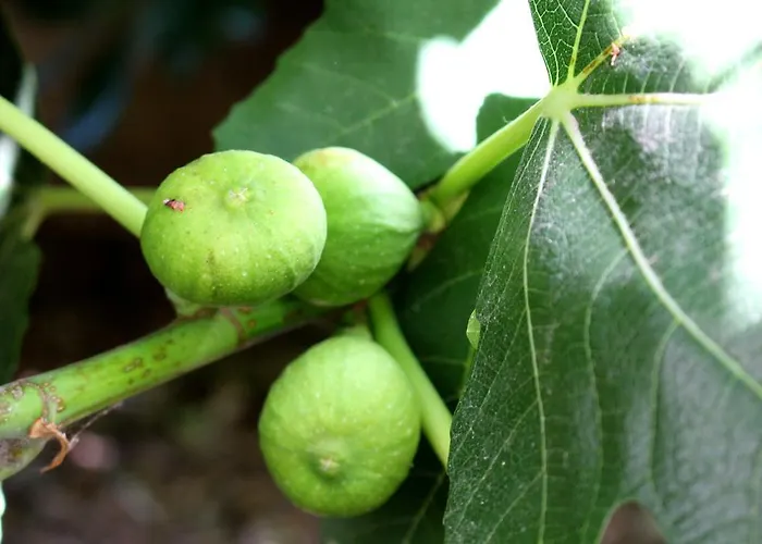 Corny Διαμέρισμα Pag Town